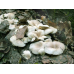 Мицелий Вешенки рожковидной / Вешенка обильная (Pleurotus cornucopiae)